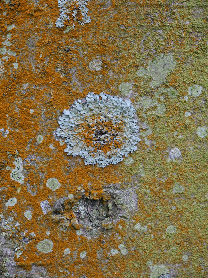 lichen, bark, tree, natural, lichenology, trunk, pattern