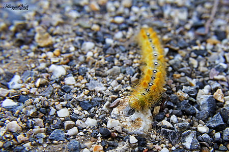 Caterpillar, Color, medio ambiente, insectos, invertebrado, paisaje, poco
