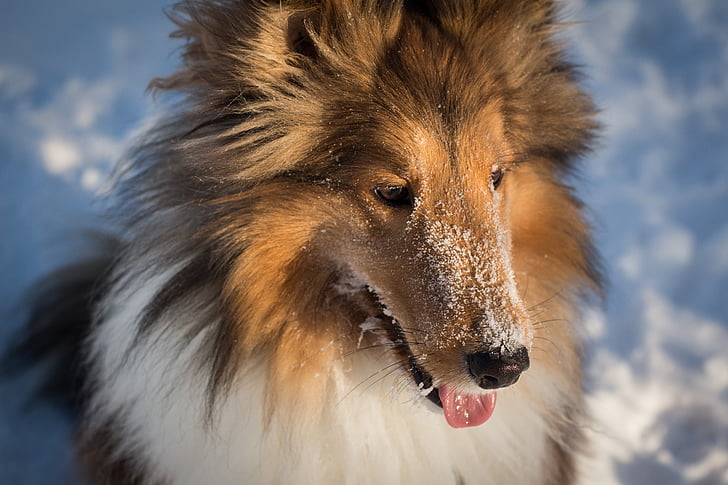 sheltie, dog, snow, pet, purebred, animal, furry