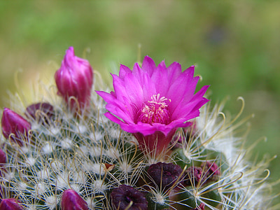flower, cactus, thorns, plant, nature, quills, spring