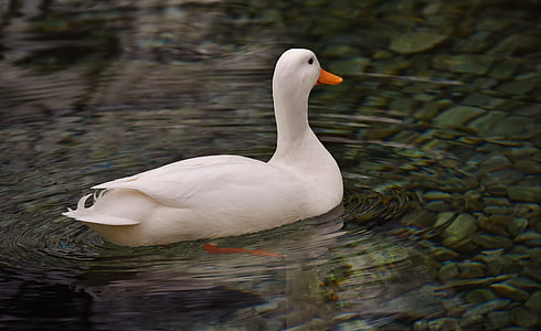 патица по пекински, бяло, зеленоглава патица, къща патица, животните, патица, вода