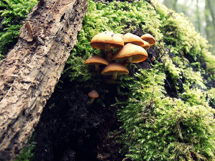 forest, mushrooms, moss, nature