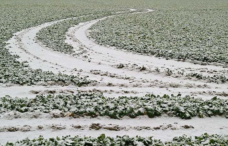 field, winter, snowy, tracks in the snow, field of rapeseeds, snow, landscape