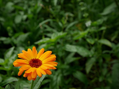 gėlė, oranžinė, žalia, Gamta, oranžinės gėlės, augalų, vasaros