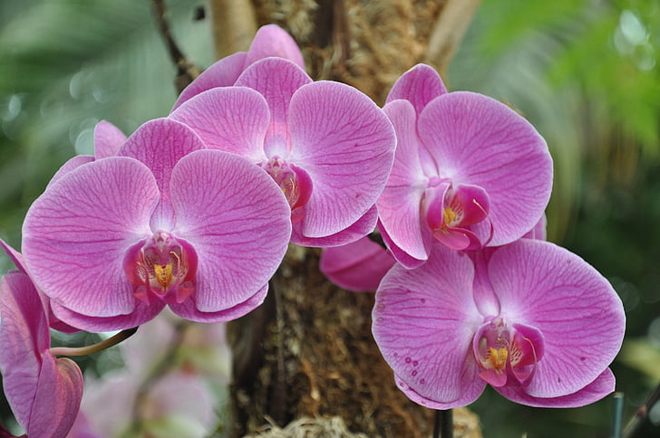 orchidėjos, gėlės, NY botanikos sodai, Gamta, sodas, žydėti, rožinė