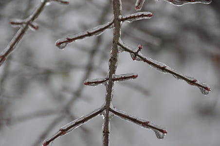 Zimní, LED, strom, sníh, mráz, studené - teplota, Příroda