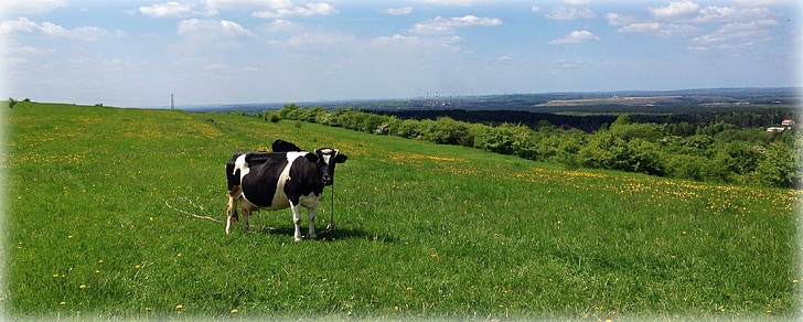 olkusz, poland, cow, meadow, landscape