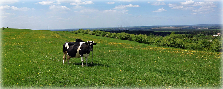 olkusz, poland, cow, meadow, landscape