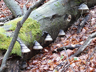 fungos de árvore, floresta, cogumelos, verde, chão da floresta