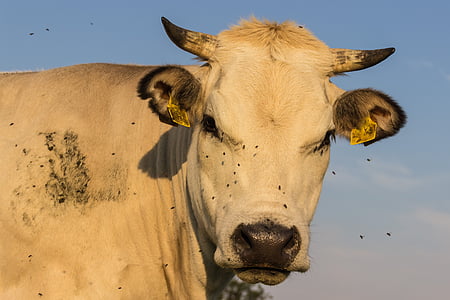 牛, 牛, 牧草地, 農業, 動物, 家畜, 動物の肖像画
