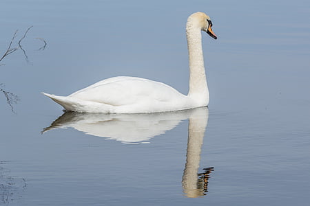 swan, water, bird, wildlife, tranquil, lake, fowl