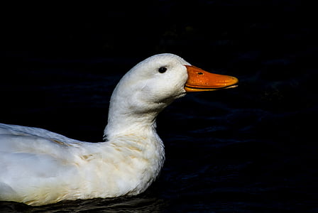 Duck, naturlig, dammen, Portugal, Azorene, Swan, natur
