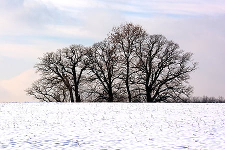 winter, trees, grove of trees, snow, nature, mood, romance