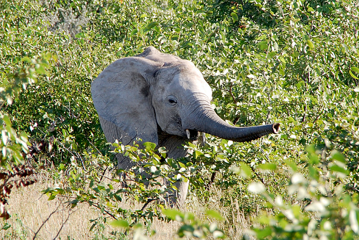 Gajah, Belalai, hewan muda, Afrika, Safari, Namibia, etosha