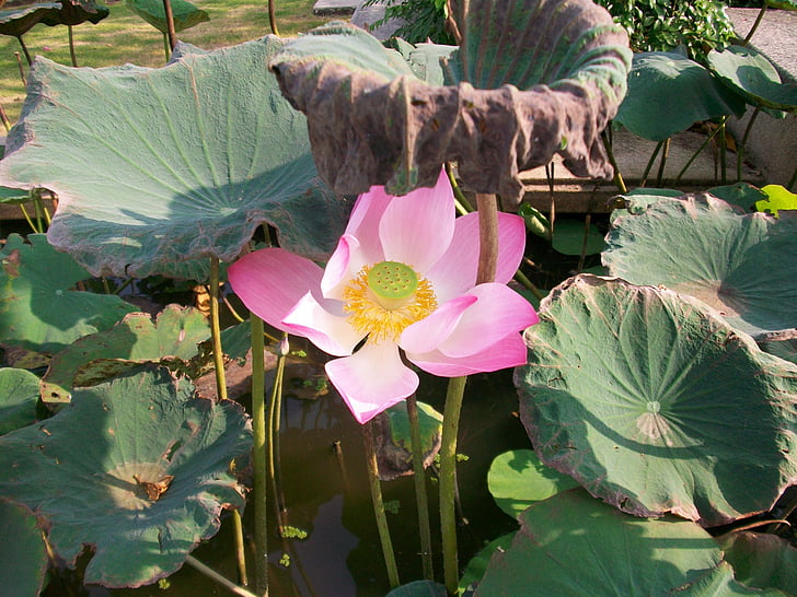 Lotus, virág, Thaiföld, természet, lótuszvirág, zöld, víztest