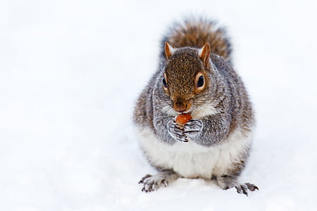 squirrel, holding, nut, daytime, snow, winter, Animal
