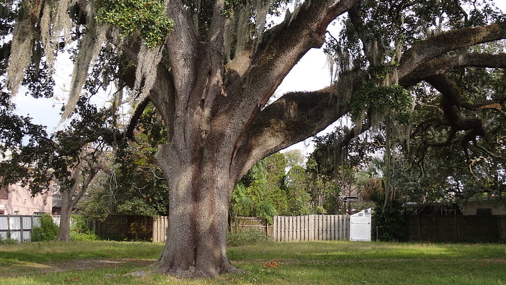 oak tree, tree, nature, branch, old