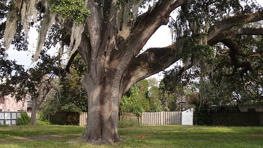 oak tree, tree, nature, branch, old