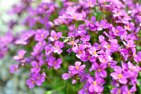 ekrano užsklanda, fone, sodas, bičių, nektaras, violetinė, gėlės