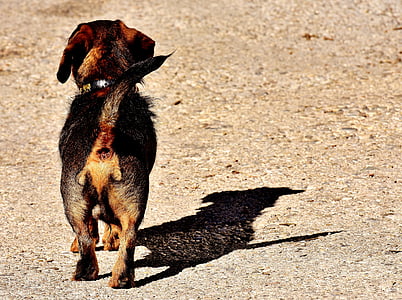 rauhaardackel, собака, животное, домашнее животное, фотоохота, Гонка, Pet Фотография