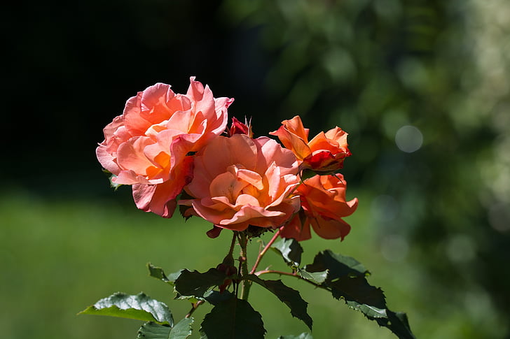 Hoa hồng, cá hồi, Sân vườn, Blossom, nở hoa, màu da cam, Hoa hồng nở
