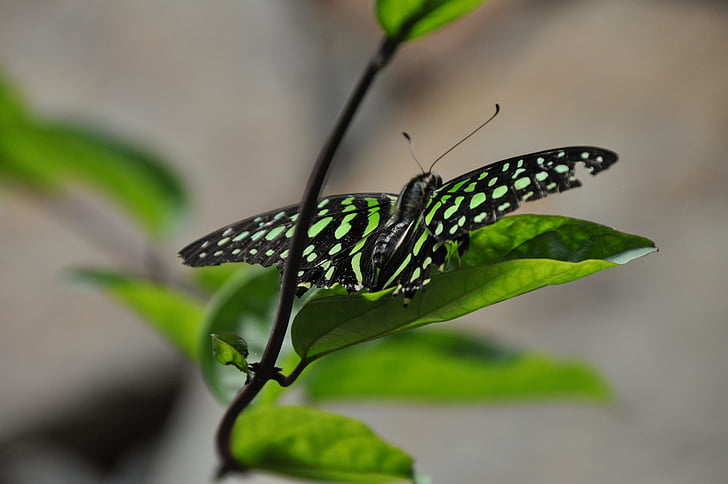 borboleta, folha, inseto, temas de animais, um animal, animais na selva, vida selvagem animal