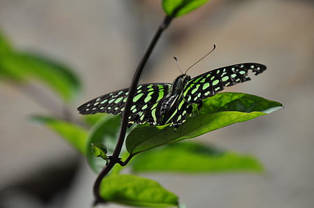 Schmetterling, Blatt, Insekt, Tierthema, ein Tier, Tiere in freier Wildbahn, tierische wildlife