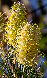 Grevillea, flors, blanc, Austràlia, nativa, jardí, nèctar
