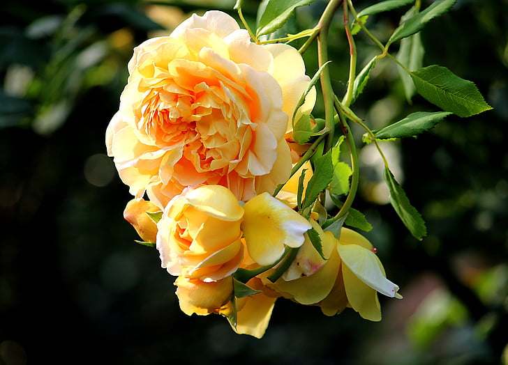 kesällä, keltainen ruusu, Blossom, Bloom, nousi bloom