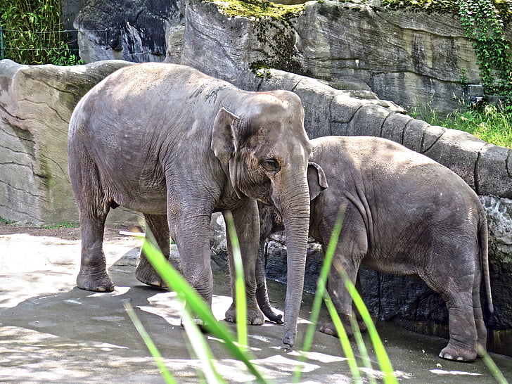 olifant, jonge dieren, dierentuin, Proboscis, dieren, Afrikaanse bush elephant, babyolifant