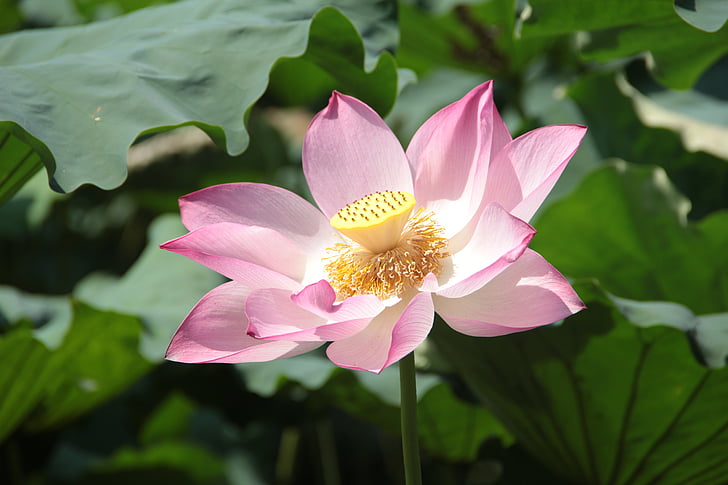 Lotus, lotosový list, jaro, parku, květ