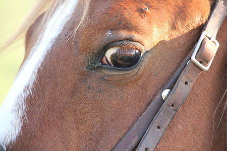 con ngựa, động vật, màu nâu, vật nuôi, ngựa đầu, chân dung con ngựa, Thiên nhiên