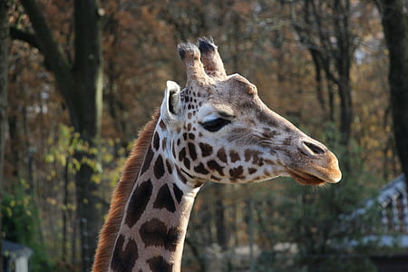 Giraffe, Tiere, Zoo, ein Tier, tierische wildlife, Tiere in freier Wildbahn, Tierthema