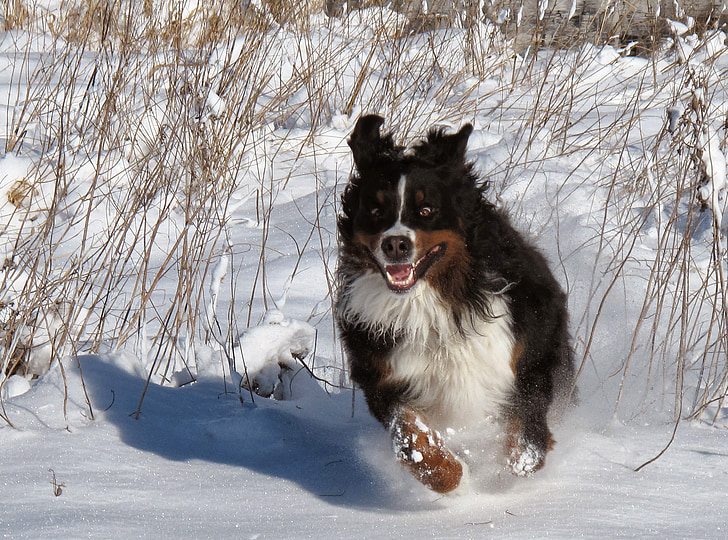 dog, snow, winter, pets, happy, race, play