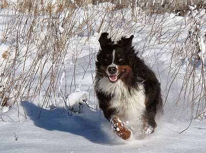 dog, snow, winter, pets, happy, race, play