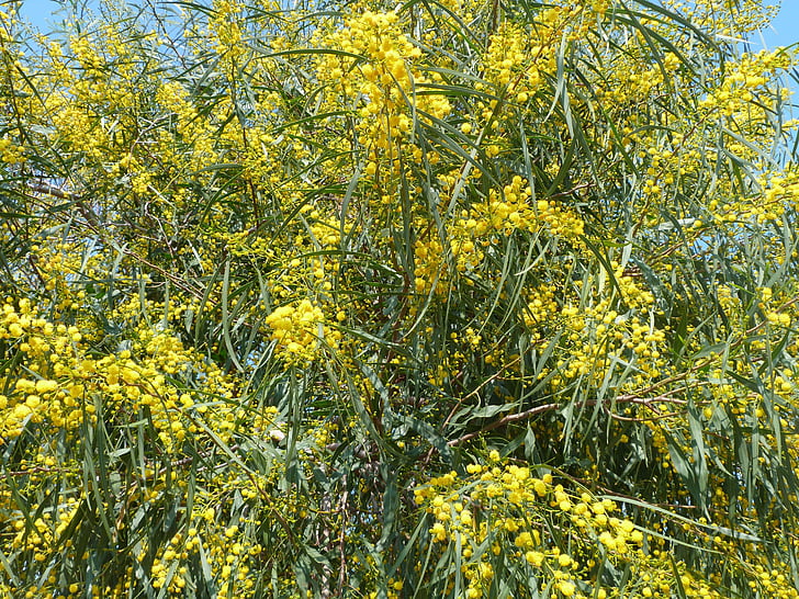 yellow, spring, mimosa, blossom, bloom, inflorescences, velvety