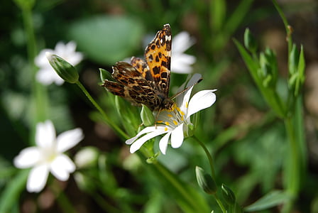 butterfly, flower, bug, spring, summer, insect, nature