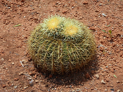Cactus, Ball cactus, Cactus växthus, grön, sporre, törnen, om