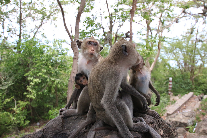 μαϊμού, μαϊμού μπάλα, μητέρα μαϊμού