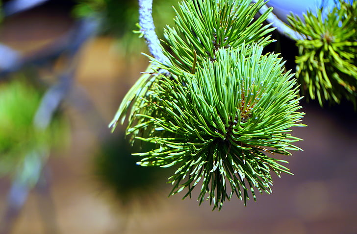 pine, leaves, nature, green, texture, pinnace, branch