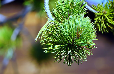 Pine, lehdet, Luonto, vihreä, rakenne, pinnace, haara