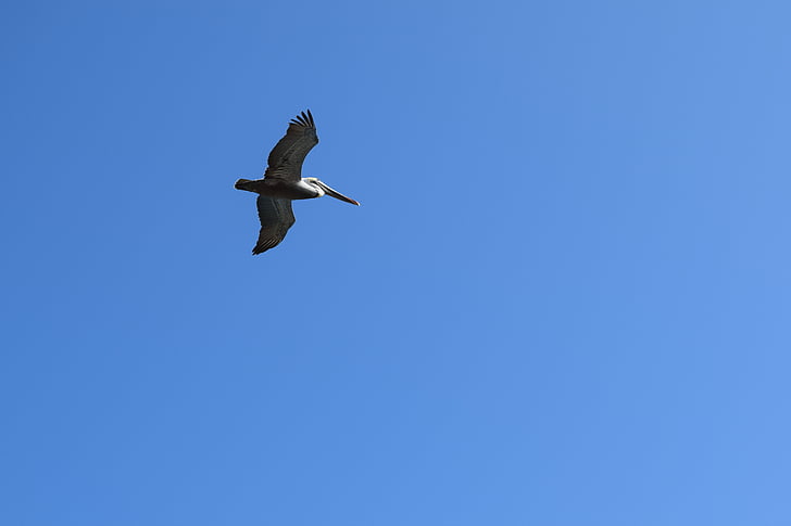 Pelican, Flying, lintu, Wildlife, Seabird
