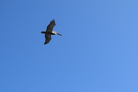 Pelican, flyvende, fugl, Wildlife, havfugle