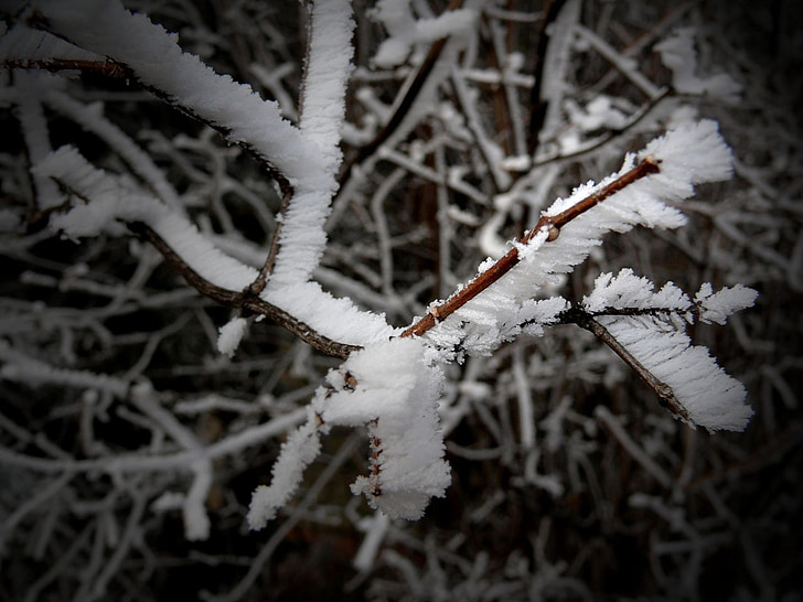 Vinter, snø, treet, Christmas, nye, år, gren