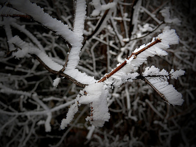 musim dingin, salju, pohon, Natal, Baru, tahun, cabang