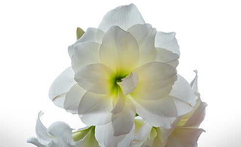 Amaryllis, flor, blanc, bombeta, flor, planta, floració