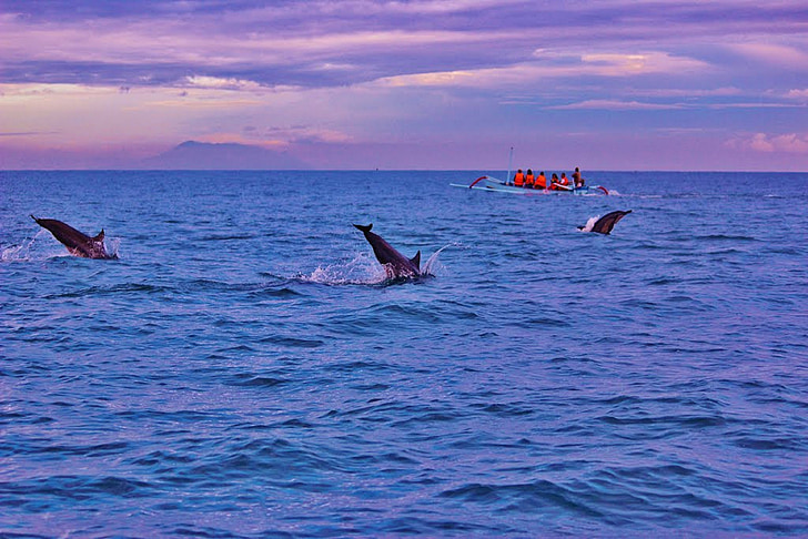 Bali, delfinai, saulėtekio, Lovina, Indonezija, vandenyno, šokinėja laukinių gyvūnų