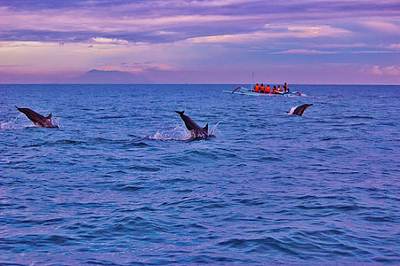 Bali, delfiner, soloppgang, Lovina, Indonesia, hav, hopping dyreliv