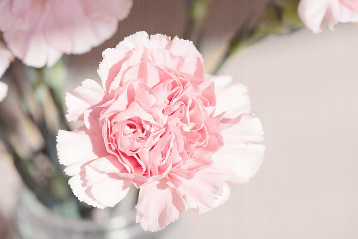 carnation, flower, blossom, bloom, petals, pink, carnation pink
