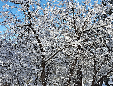 деревья, Снегопад, снег, Зима, Декабрь, сезон, Белый